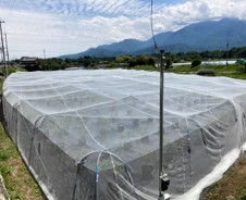 写真：自主施工型　ブルーベリー　防鳥施設