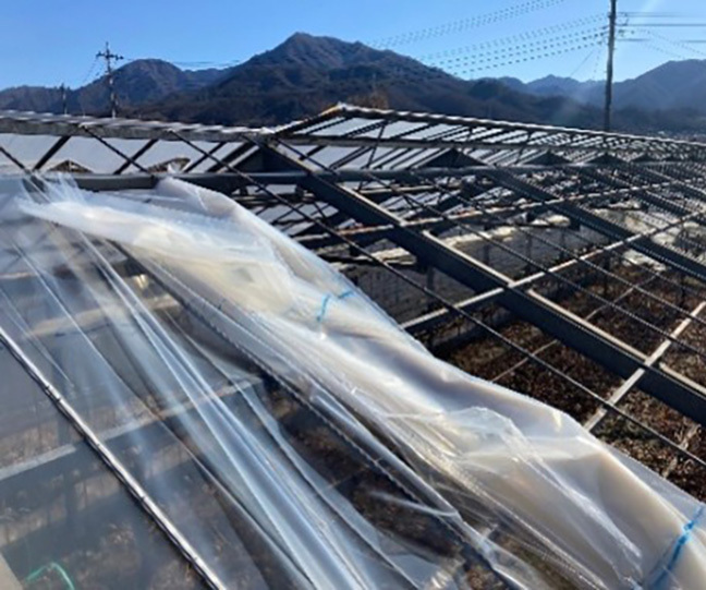 写真：ハウス被覆張替工事