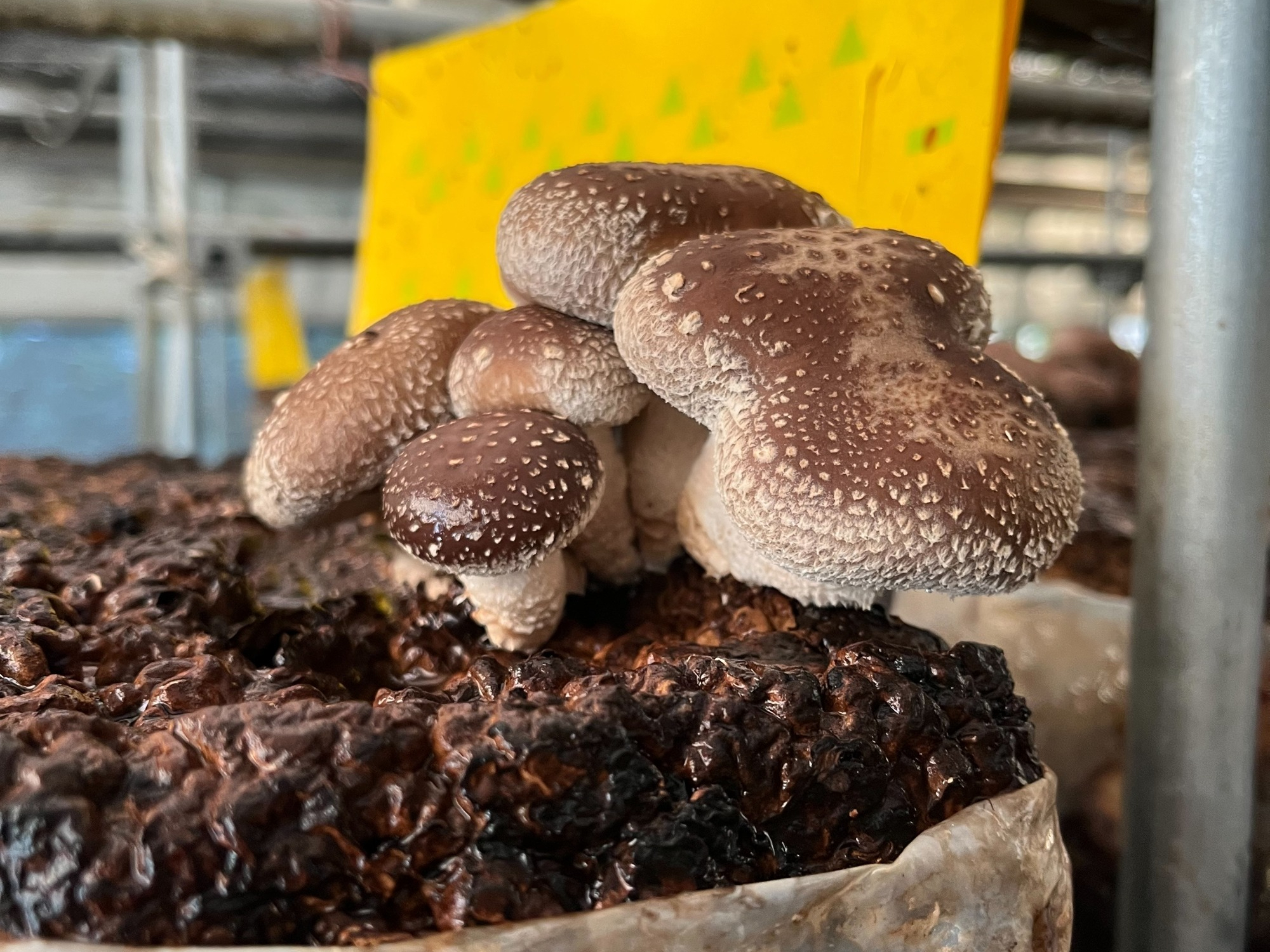 写真：農場で収穫した椎茸