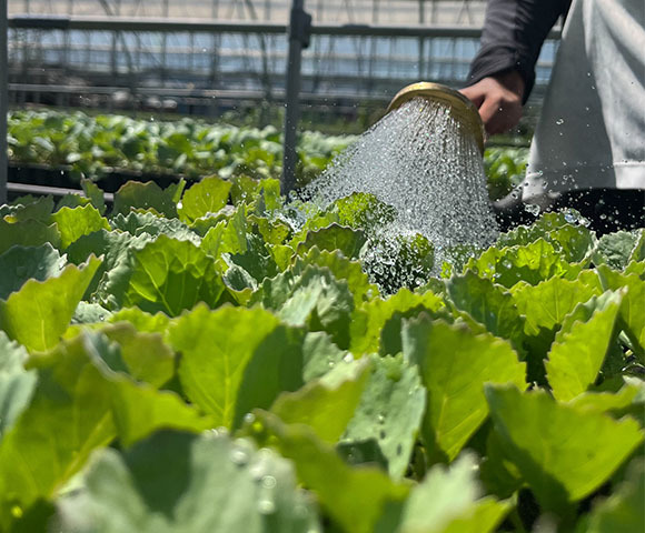 写真：たっぷりの水をかけられる苗