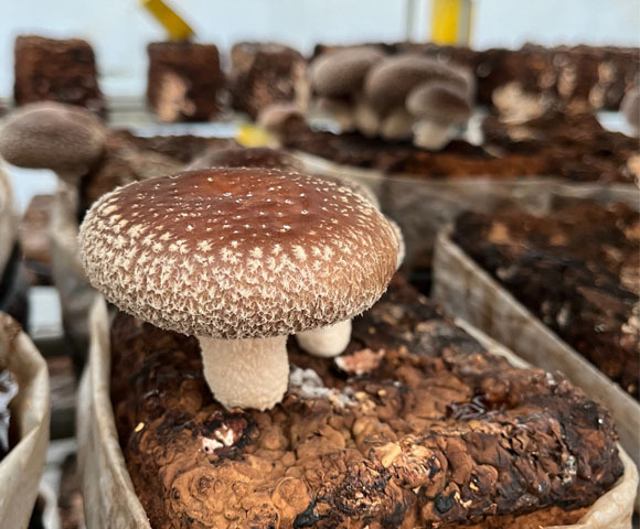 写真：農場で育った椎茸
