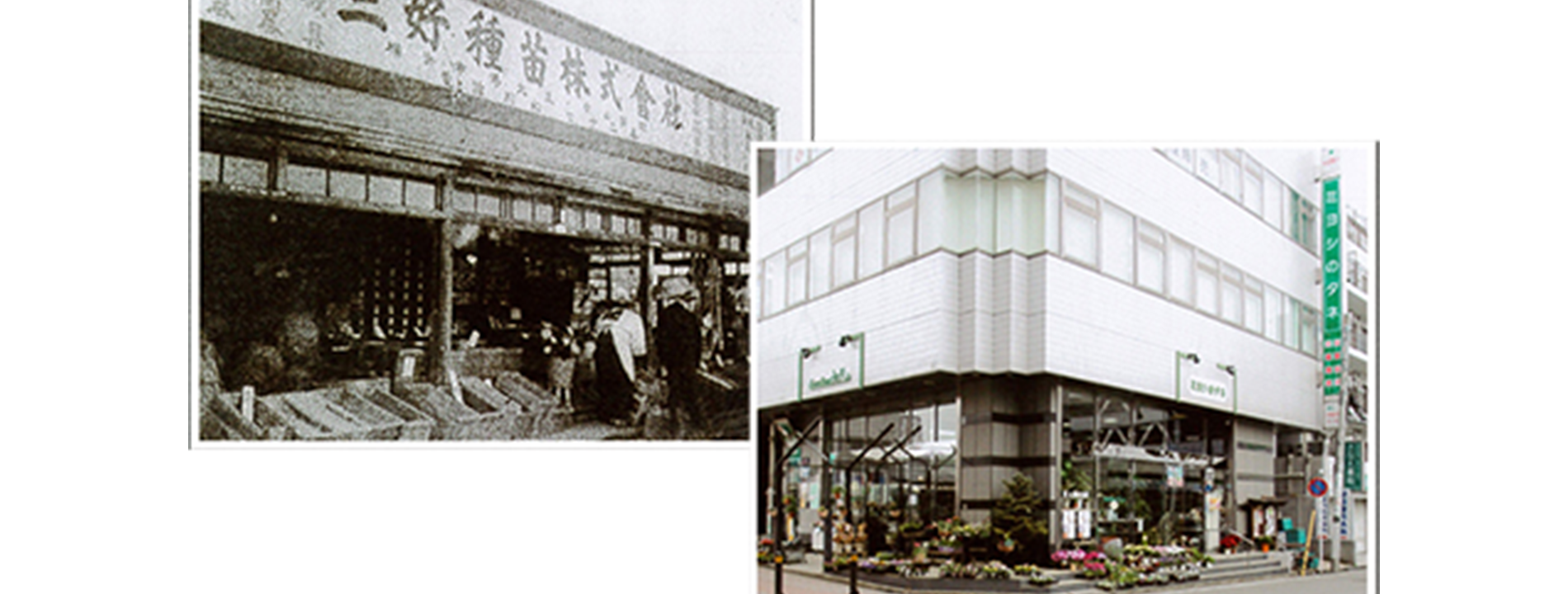 スライド写真6：三好種苗本店の過去と現在