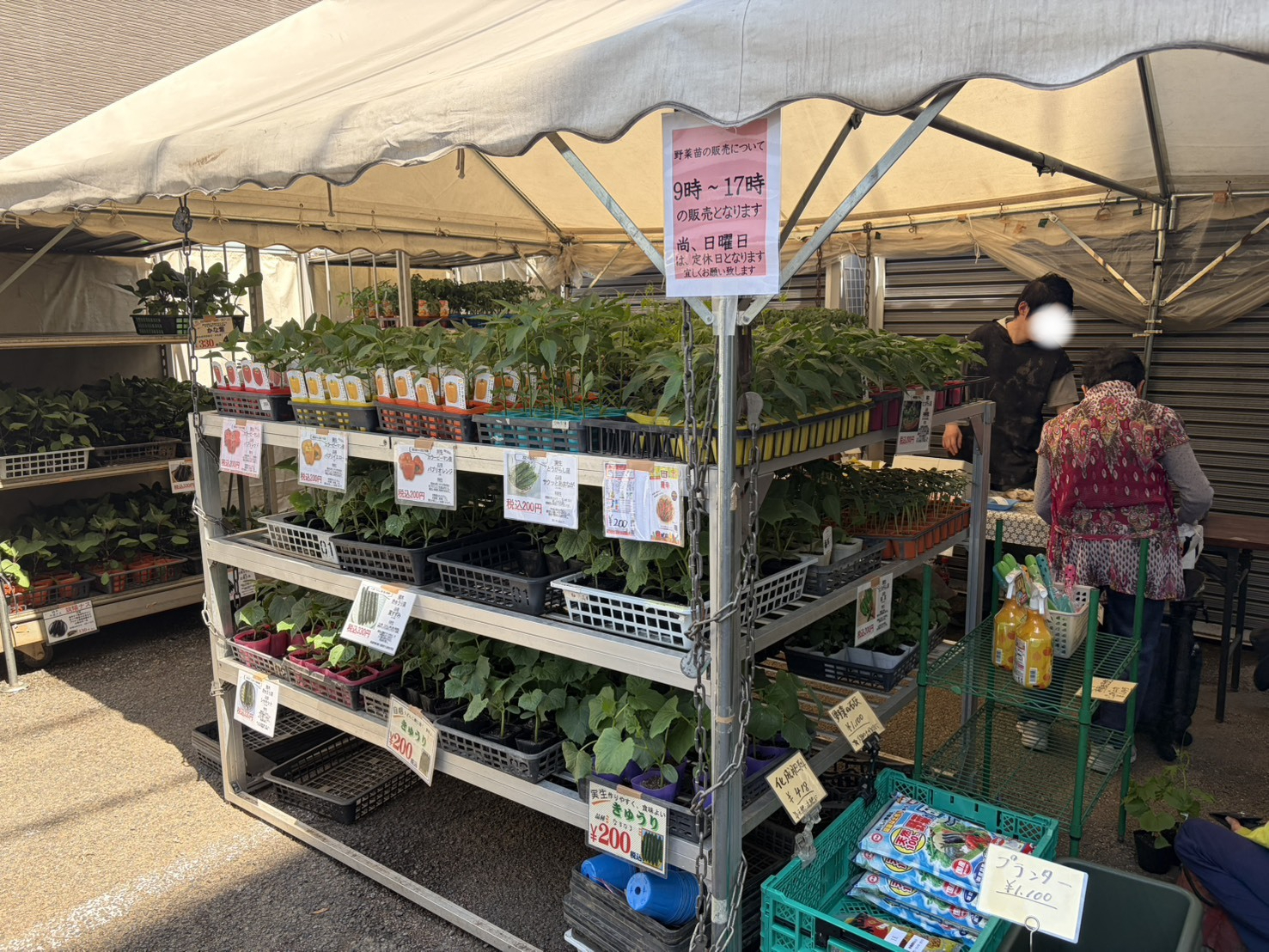 写真：秋じゃがいも